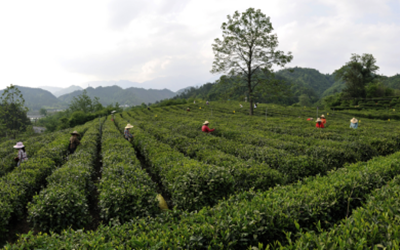 首页| BG大游集团中国官方网站